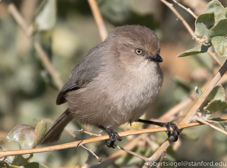 palo alto baylands